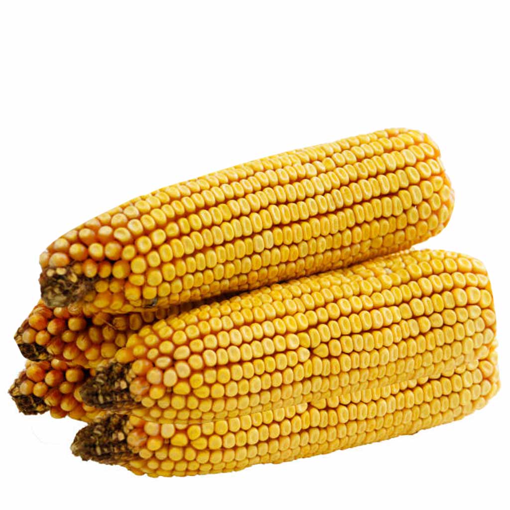 DMB - WBT CORN ON THE COB 5 PACK