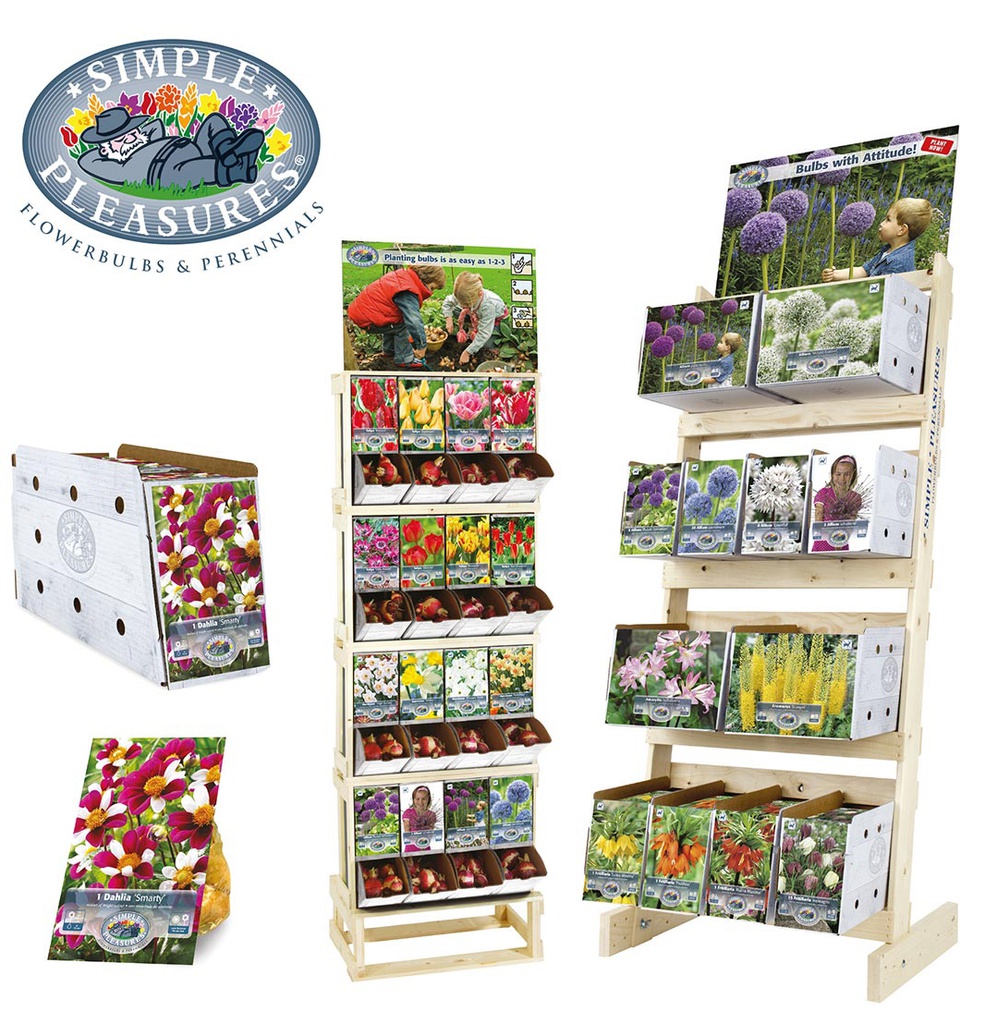 SIMPLE PLEASURES PLUM PUDDING TULIP