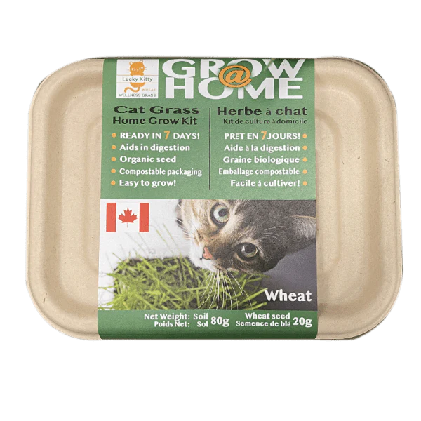 LUCKY KITTY CAT GRASS GROWING KIT WHEAT GRASS 200G