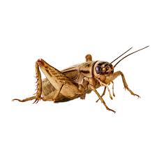 [10038778] CRICKETS 3/4" 25PK