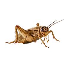 [10092224] CRICKETS 1/2&quot; 25PK