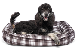 [10095258] DMB - CARPENTER RICKY PET BED  27&quot; x 36&quot; x 9&quot;