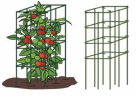 [10105578] PACIFIC RIM FOLDING TOMATO CAGE 36" GREEN