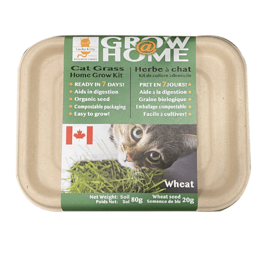 [10145998] LUCKY KITTY CAT GRASS GROWING KIT WHEAT GRASS 200G