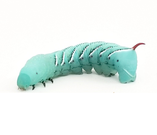 [10146044] HORNWORMS INDIVIDUAL